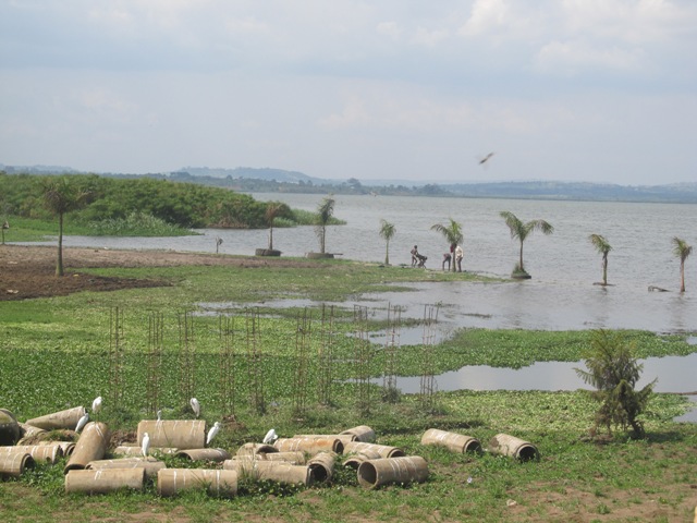 Chameleon's abandoned Beach In Entebbe that is located in a wetland.