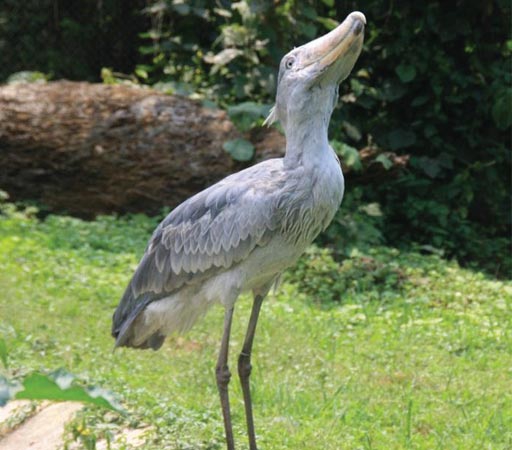 Shoebill is listed as vulnerable because it's population is said to be in extinction.
