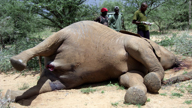 A new report by the Environmental Investigation Agency indicates that more than 10,000 elephants were killed in 2013.