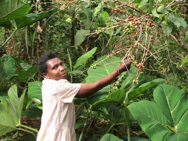 Farmer Sera Nafungo picking coffee berries in Bukalasi, eastern Uganda.