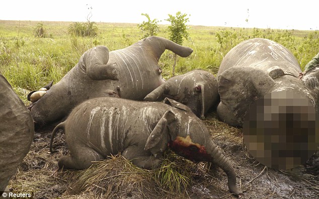 Elephants are increasingly being poached for their ivory.