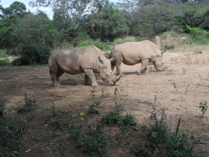 Rhinos at the Uganda Wild Life Education Centre.