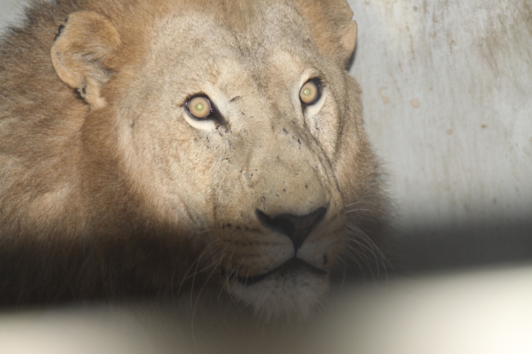 6 year old Letaba at the UWEC Sanctuary and Rehabilitation Centre.