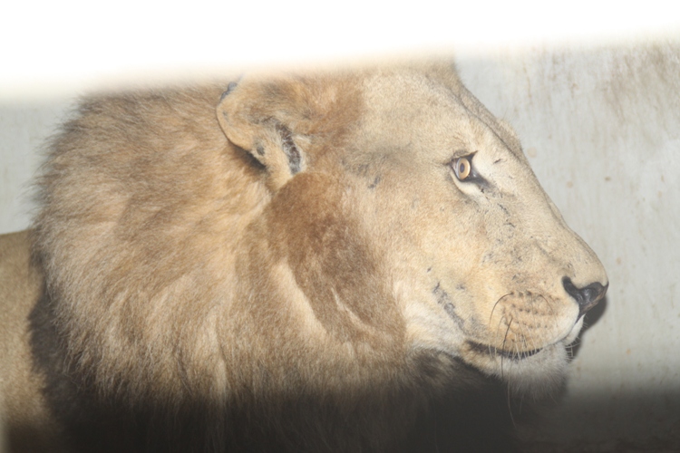 Letaba still undergoing medical tests before he can join the other female lions.