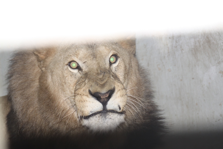 Letaba takes over from Kibonge who died early this year due to liver complications and old age.