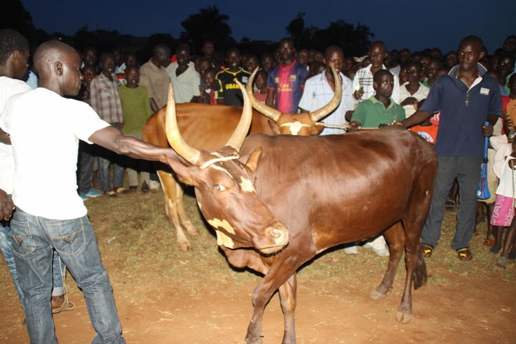 The two cows that MP Kawuma donated to Market FC and Lamancia.