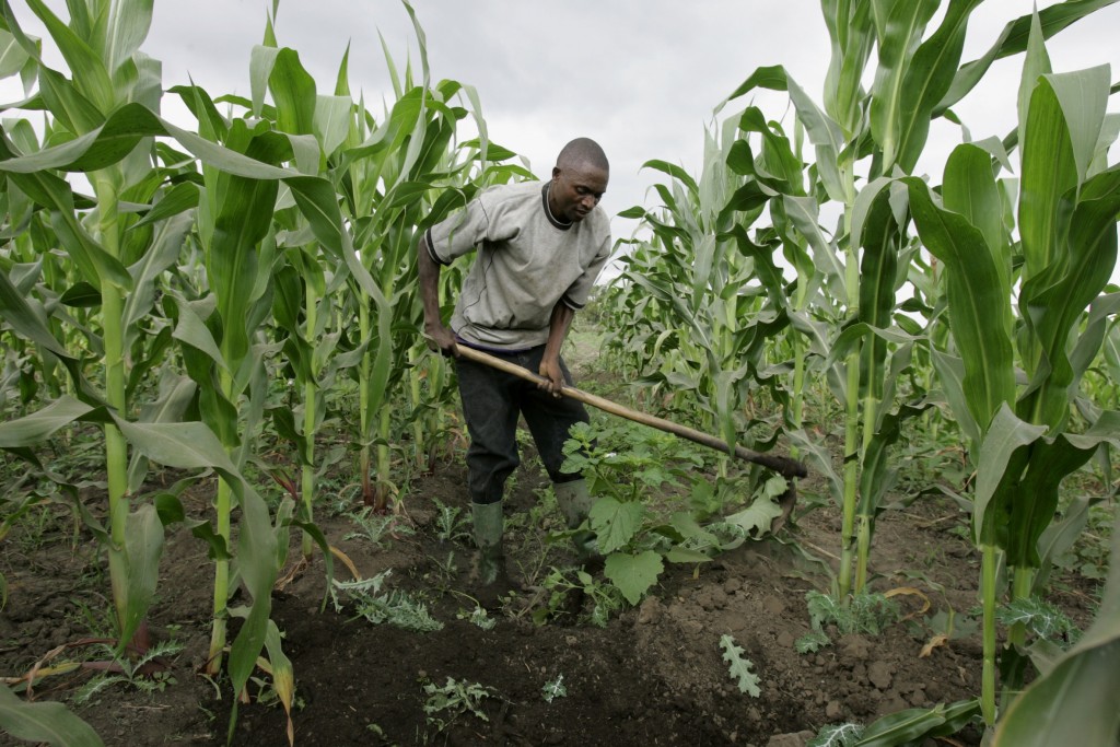 East African community’s shaky trade relations negatively affecting several businesses in Uganda A farmer prepares water channels in his maize field in Ngiresi near the Tanzanian town of Arusha on Tuesday, July 17, 2007. Millions of farmers around the world will be affected by a growing movement to change one of the biggest forces shaping the complex global food market: subsidies. Many experts agree farmers need help to grow food year in and year out, but Western farmers may get too much and African farmers too little. (AP Photo/Karel Prinsloo)