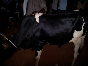 The huge fresian cow that Rose Tumusiime donated to the Entebbe Stars