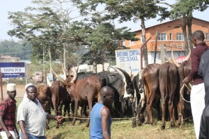 Muslim Chief Edirisa Matovu (with pot belly in grey shirt) having sweet smiles after receiving the cows.