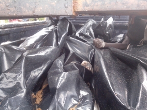 Bodies on police pick up truck.