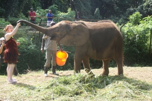 Madeline feeds Charles Hamukungu the 5 year old elephant.