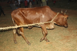 Champions Come Again walked away with a heifer.