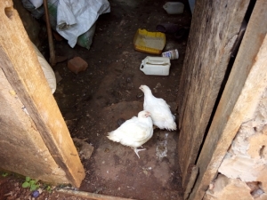 only-tow-chicks-were-found-after-rdc-kirabira-and-other-officials-ambushed-the-premises