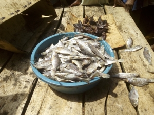 A Basin piled with immature Nile Perch fish that is being caught using the illegal fishing gear