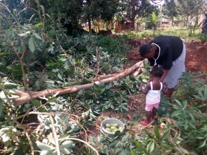A Manyago resident picks up ovacadoes from the destroyed tree.