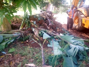 Banana Plantations weren't spared.