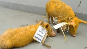 Yellow pigs that were thrown at Parliament.