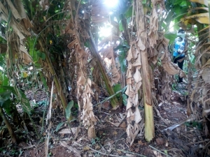 Banana Plantation were Norah Wanyana's body was discovered naked and dumped.