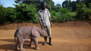 Edward the elephant with its care taker