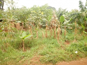The plantation where the deceased was dragged and raped before she was killed.
