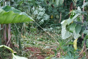 The point in the Plantation where the Late Nakimuli Rose was raped and murdered.