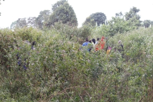The bush were Sarah Nakintu's body was discovered naked and dumped.