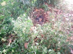 The deceased's killers are suspected to have lit fire because charcoal was discovered near the body.