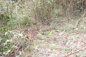 The point where the late Sarah Nakintu Nakajjo was found dead.