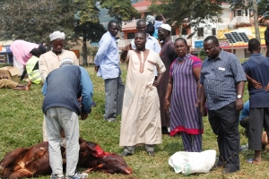 MP Tumusiime and Twale Chairman Figo Matovu witnessed the slaughtering of animals to mark Eid Adhua.