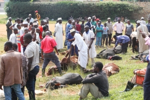 Muslims in Entebbe slaughtered 24 cows and 04 sheep to celebrate Eid Adhua on Friday.