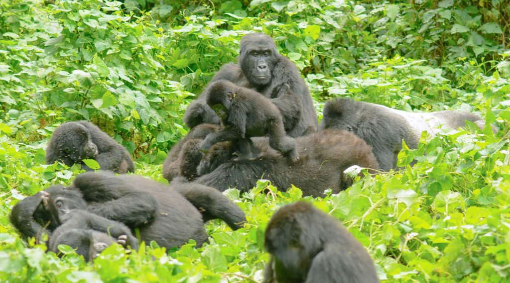 Uganda’s Bwindi Impenetrable Forest has been ranked by CNN as the world’s beautiful place