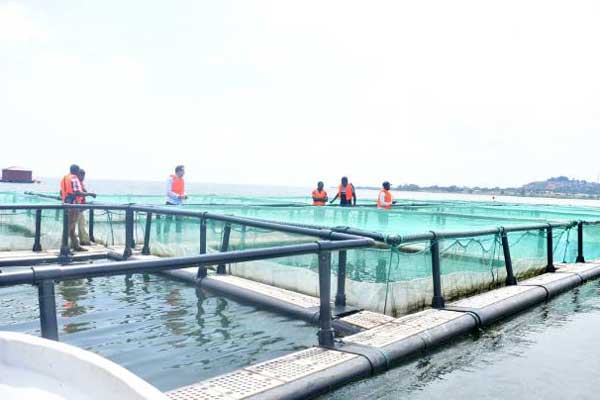 Wouter Van Vliet, a consultant working with Larive International, a company contracted by European Union and Food Agriculture Organization to carry out a needs assessment for all companies involved in cage fish farming on Lake Victoria inspecting the Fish cages of Victoria Treasures on Friday.