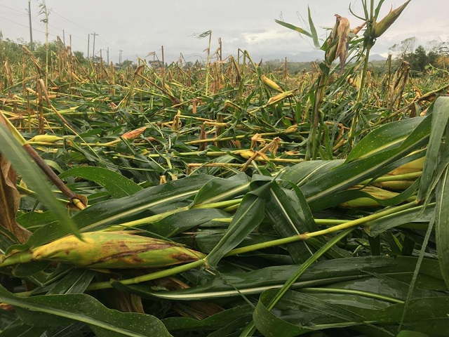 Hailstorm leaves trail of destruction in Mitooma