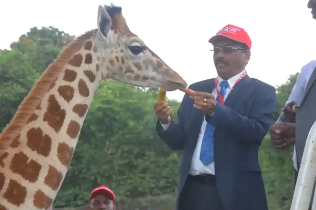 Diamond Trust Bank Managing Director Mr. Varghese Thambi feeding baby Diamond at Uganda Wildlife Education Centre – Entebbe Zoo on Wednesday (PHOTO/Courtesy).