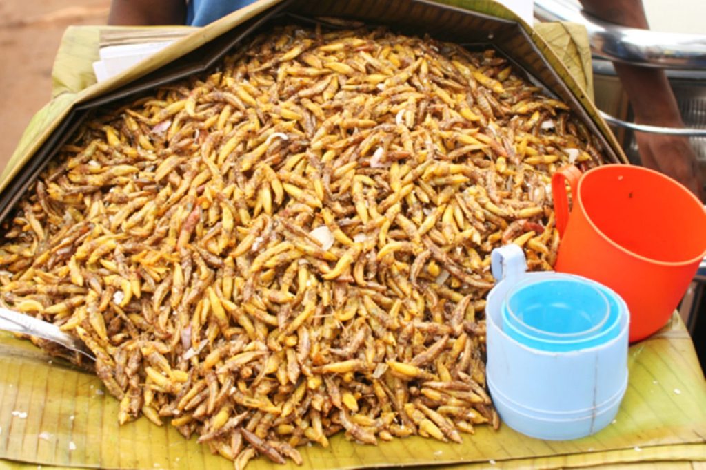 The Uganda National Bureau of Standards (UNBS) has  called out to all Edible Insects Dealers including Nsenene vendors to seek certification to ensure safety of their products for public consumption.