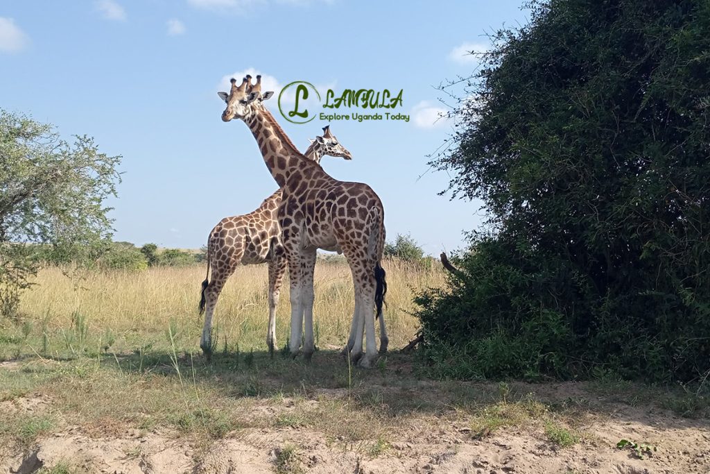 Discover & Enjoy Uganda with Lambula.net