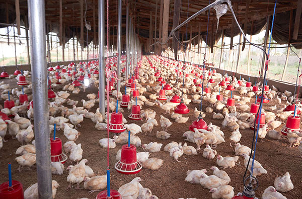Swapping antibiotics for cannabis in chicken feed