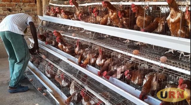 High feed, drug prices push Busia poultry farmers to Kenya