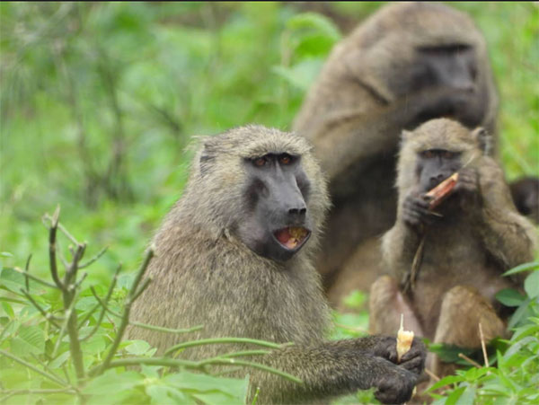A lifeline for Uganda’s endangered chimpanzees