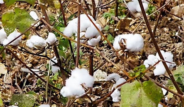 Cotton in Uganda 64 years after independence