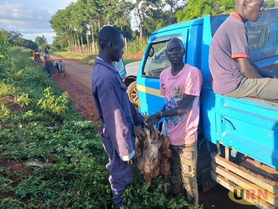 Two men caught selling dead chicken, detained